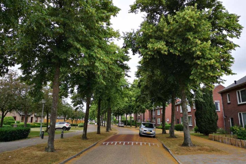 Bomen in de wijk doen mensen langer leven